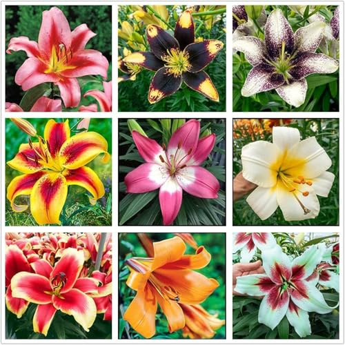 Lilium candidum,fiori grandi,resistenti al freddo,Che abbelliscono l'ambiente,forte adattabilità,Giglio Bianco,lilium giganti,Unico.(Steli grandi,senza semi,non artificiali)-6pezzi-O