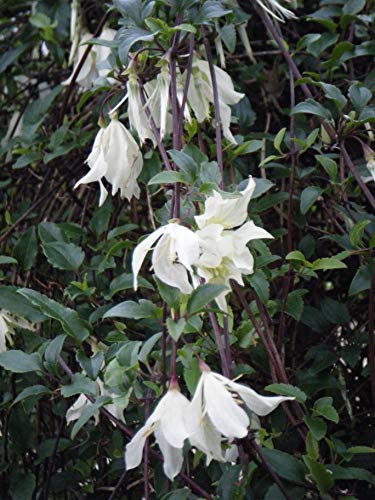 Clématite cireuse cirrhosa Jingle Bell's