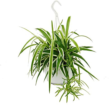exotenherz - Chlorophytum, Grünlilie, Ampelpflanze 15cm Topf