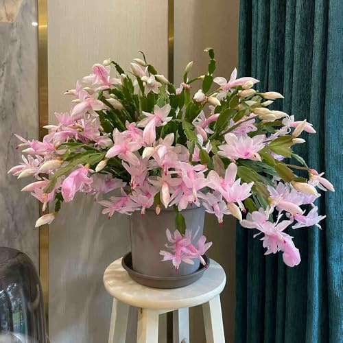 Semi di cactus di Natale, Decorazione per ufficio, bellissimi fiori luminosi Vaso bonsai, piante da giardino Piante in vaso, soggiorno decorativo moderno semi di bonsai, piante in vaso 250pcs