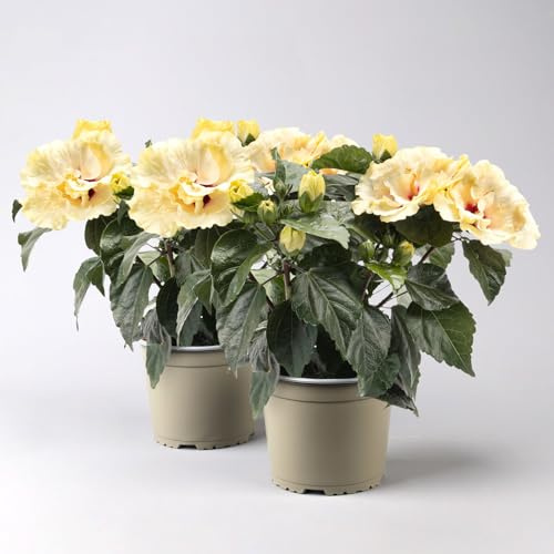 Hibiskus 'Double White', creme, gefüllt, Topf-Ø 13 cm, 2 Pflanzen