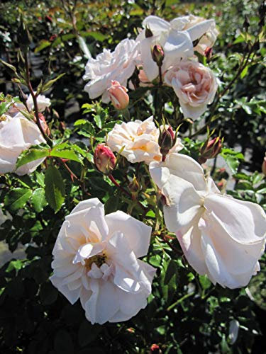 Rosa Diamant® - Stammrose Diamant® - Kordes Rose
