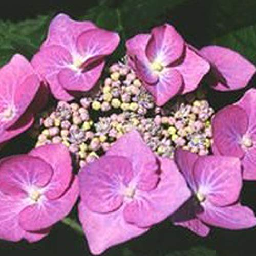 Hydrangea 'Teller Rose'- Hortensia 'Teller Rose' 25-30 cm en conteneur
