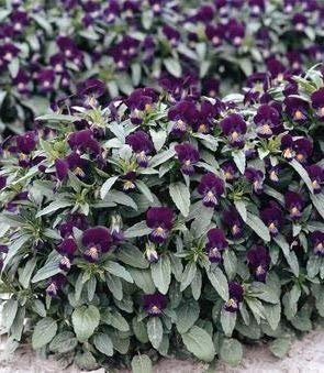 60 Semi di Viola The Czar W248 (Viola odorata)