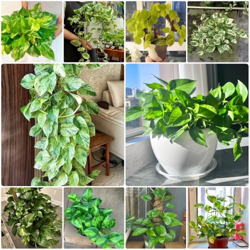 Semi di Pothos - da appartamento che purificano l'aria Epipremnum aureo - semi vecchie varietà verdi da appartamento da ufficio, da balcone 500pcs