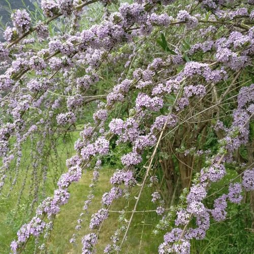 semi di buddleja, giardino interno varietà antiche interno decorazioni giardino per esterni balcone resistenti in vaso raro roccioso balcone con 30pcs