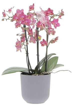 KENTIS - Orchidea Vera Pianta Rara - Phalaenopsis Aromio Floral - Piante da interno Fiorite Purifica Aria - Vaso Ø 12 cm