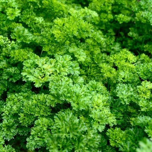 semillas de perejil biografía - decoración moderna jardin regalos sostenibles interior 300pcs