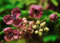 Schokoladenwein Blaugurkenwein - 10 Samen