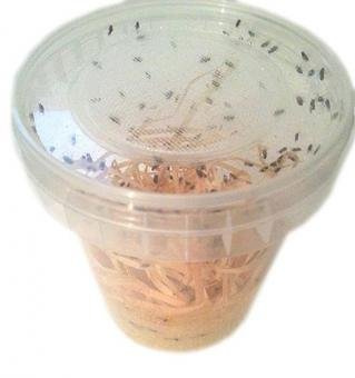 Feeders & more | Drosophila | 500ml pro Dose | 10 Dosen | flugunfähig | lebende Fruchtfliegen | ideale Futtertiere | nährstoffreich | für Reptilien, Amphibien & Insekten