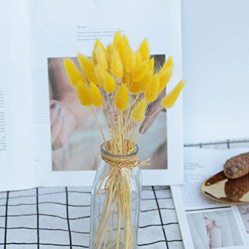 YIWOYI Natürliches getrocknetes Hasenschwanzgras, Kaninchenschwanz, getrocknete Blumen, natürliches Lagurus-Pampasgras, Heimdekoration, Blumenstrauß für Hochzeit (gelb, 30 Stück)