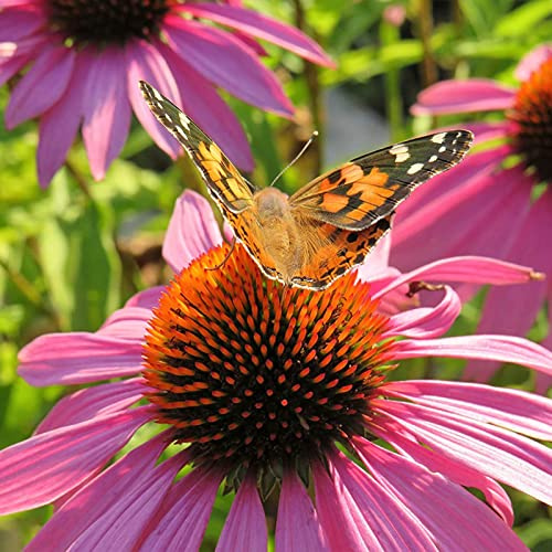 Saterkali Semi di Echinacea, 500 Pz/borsa Semi di Echinacea Attraenti Semi di Giardinaggio di Fiori Perenni Non OGM Fai-da-te per Uso Domestico 1