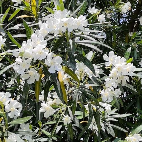 semillas resistentes de adelfa - exteriores balcón jardín 40pcs