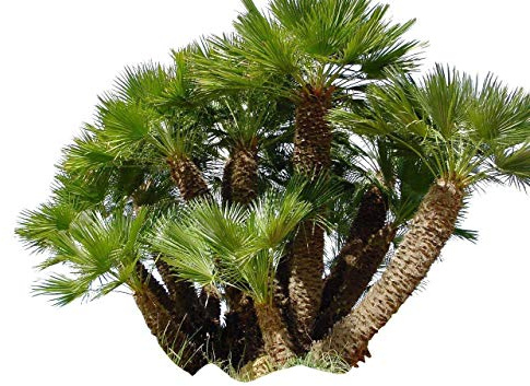 Zwergpalme 10 Samen ''Chamaerops humilis'' **Winterhart**