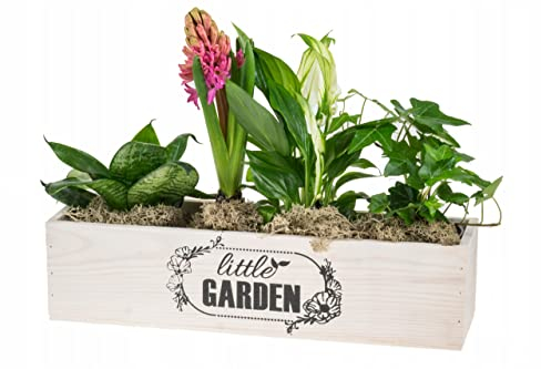 MAZUR Blumentopf aus Holz | Little Garden | 34x9.5x8.5cm | Pflanzkübel | Übertöpf | Pflanzentopf | Kräutergarten Küche | Küchenkräuter | für Pflanzen