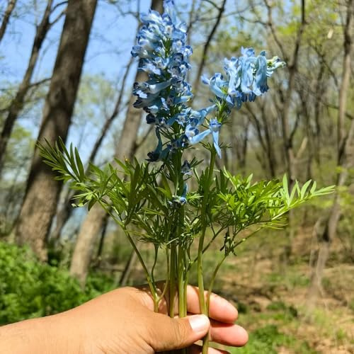 delphinium, semi di delphinium rampicanti, giardino roccioso per l' di semi Arredamento del soggiorno con rialzata Decorazioni giardino per 300semi