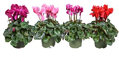 Ciclamen - Pack 4 Plantas Naturales - Violetas de Invierno - Flores Premium