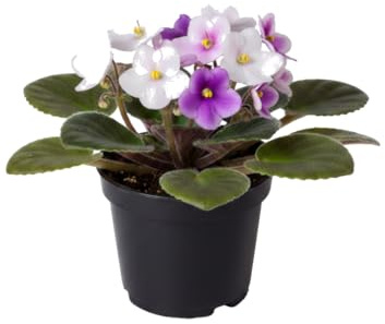 DECOALIVE Planta de Interior Saintpaulia Ionantha Violeta Africana 12 cm Ø Altura 20 cm