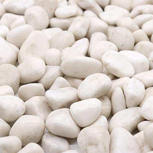 Premium Pebbles Rocas blancas para plantas. Guijarros decorativos pulidos blancos de 1 a 2 pulgadas, 10 libras para plantas, jardín, suculentas, macetas, plantas (MD (1 a 2 pulgadas), blanco,
