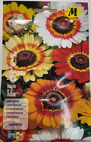 Semillas de flores - Crisantemo variado - Mascarell