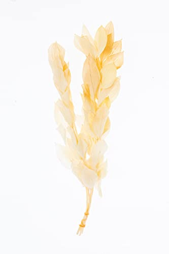 Dried Ruscus Israel Bleach for Decor | Dried Ruscus for Home or Office Decor l Dried Ruscus for Bouquet l Wedding Decoration l Bridal Bouquet (Ruscus Israel Bleach)