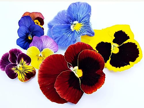 Pansy Plants, 'Mixed Colours' Pansy Mix, 60 x Full Plants Package, Winter Bedding Plants, Winter Pansies, Garden Ready and Ready to Plant, Premium Quality Flowers