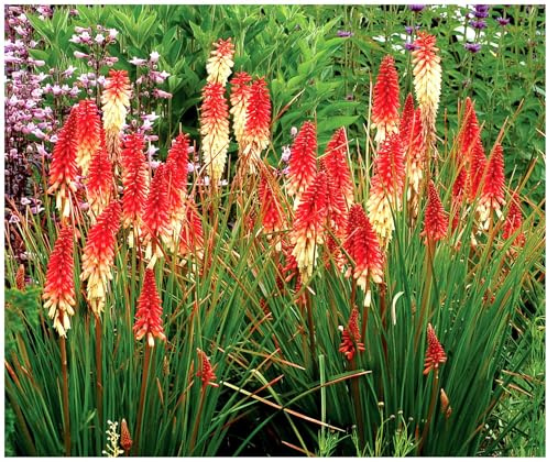 Stauden Gänge 10 x Kniphofia ‘Orange Vanilla Popsicle’ (Winterhart/Staude/Dauerblüher/Bienenfreundlich/Mehrjährig) Fackellilie - Ein süßes Farbenspiel aus Orange und Creme
