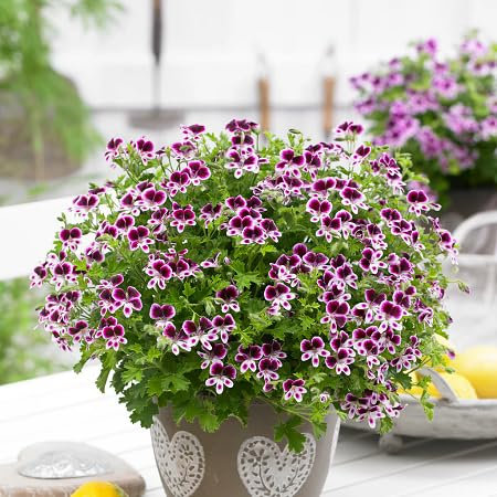 100 graines de fleurs de pélargonium