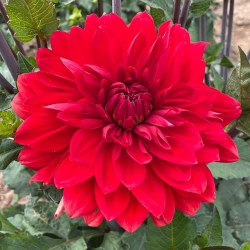 Dahlia Garden Wonder Flower Bulbs - Summer Flowering Bee Plants - Easy to Grow Tubers Producing Large, Vibrant Red, Spiky Flowers for Beds, Borders, and Pots (Pack of 3 Dahlia Bulbs)