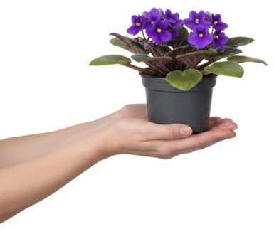 Violeta Africana con Flor Natural Saintpaulia Ionantha - DECOALIVE Maceta de Ø 12 cm Altura 20 cm