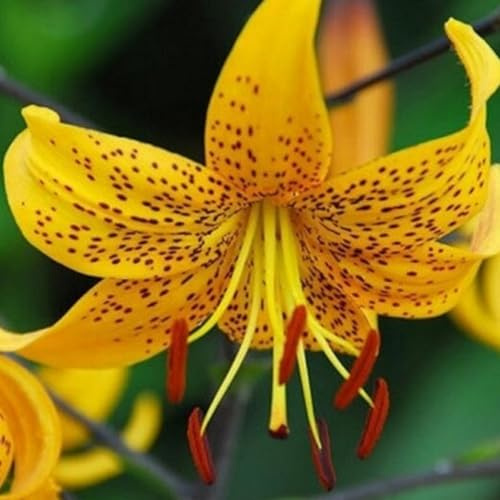 Jardín, Top Lilium, Dobles Lilium, Habitaciones Purificadoras De Aire Multicolor, Muy Abejos, Cuidado fácil, Rizomas Lilium,-10bulbos-B