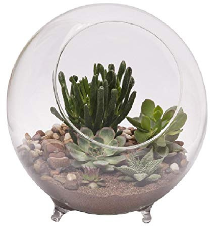 Panacea Large Glass Terrarium Indoor Planter with Feet, 10 / 25cm Dia 82145