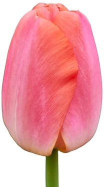 Tulpenzwiebeln 32 x 'Orange Pride' - The Bulb Farmers - Fruhjahr - in den Niederlanden gezuchtet - Tulpen Zwiebeln - Blumenzwiebeln