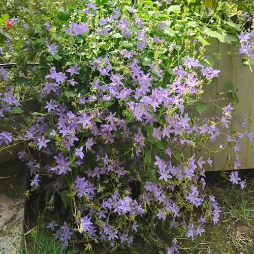 Semi di campanula-Campanula media,semi di recisi resistenti all'esterno,semi di e in vaso giardino decorativo,a crescita rapida 350pcs