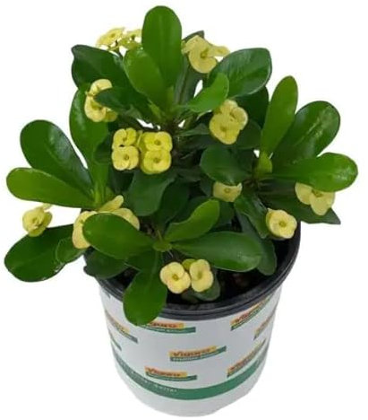 Cactus Corona Cristo Color Marfil - Planta Natural Euphorbia Milii - Planta Interior y Exterior