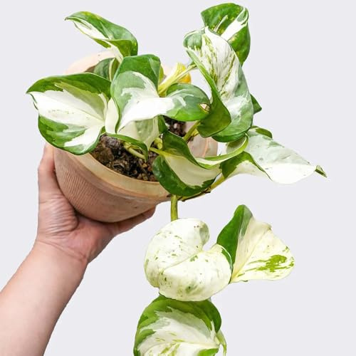 Semillas de potos, de interior de fácil cuidado de hoja perenne resistentes resistentes al invierno para balcones 50pcs