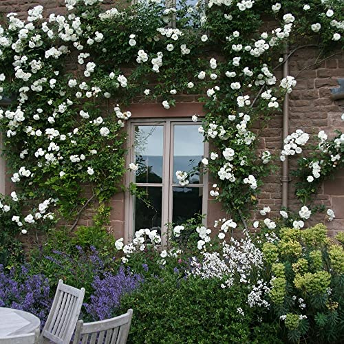 Plant Theory Climbing Iceberg Rose Bush White Flowering Roses Climbing Floribunda Rose 4L Pot