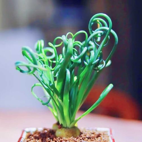 Semi di Albuca Spiralis,decorazione di edera,coltivazione di semi giardino to,decorazione del davanzale da giardino perenni resistenti,150pcs