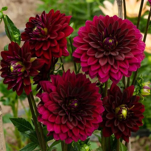 tuberi di dalia, dalie giardino di primaverili regalare rizoma dalia sostenibili resistenti giardino e balcone autunnali, resistenti, 8bulbi