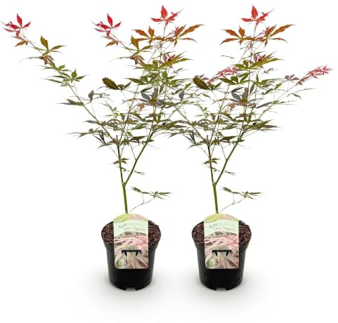 Japanischer Ahorn Sumi-nagashi Rot Ø19cm ca. 70cm 1 | Balkon- & Terrassenpflanze, Ø19cm, Ca. 70cm hoch