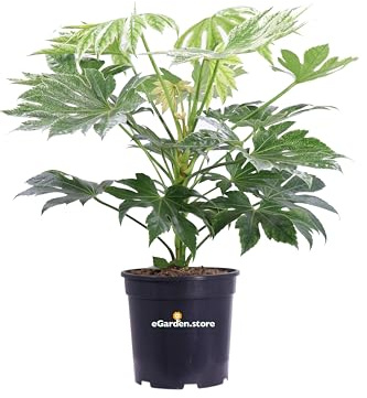 Pianta vera di Fatsia Japonica Spider's Web o Aralia varie grandezze pianta ornamentale variegata da interno o esterno venduta da eGarden.store (Vaso 24 cm)