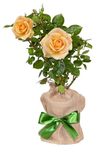 YouGarden Gift Wrapped Rose A Faithful Friend, 3L Potted Rose, Wrapped in a Hessian Bag, Ready to Plant