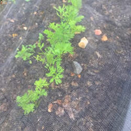 BricoLoco.com Filet anti-thrips anti-insectes et anti-oiseaux. Protège contre les parasites (thrips, pucerons, mouches blanches, pucerons) dans les cultures agricoles ou le jardin. Polyéthylène 125 g