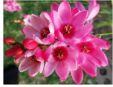 Oliwier's Bulbs 10x Ixia Mabel Summer Flowering Bulbs African Corn Lily Beautiful Pink Spring Flowers Planting Garden Perennial Plant Size 5/6