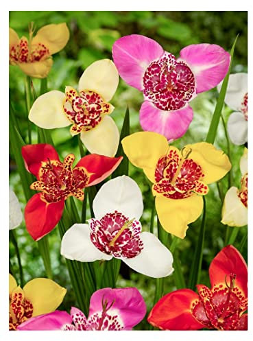10 x Tigridia pavonia Mixed Tiger Flower Bulbs Summer Flowering Bulbs for Pots & Borders