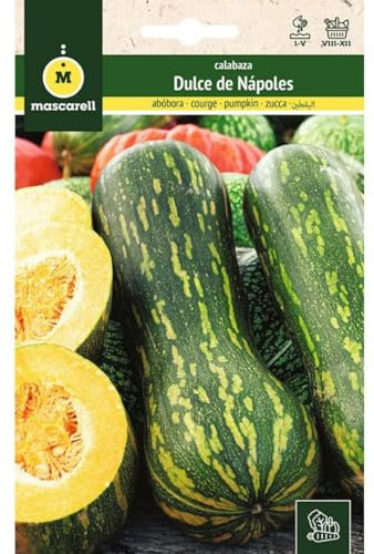 Mascarell Semillas, CALABAZA, Semillas Huerto, CALABAZA DULCE DE NÁPOLES, Crea tu Propio Huerto Urbano y Cultivo en Casa, Plantas Hortícolas, 3 Gramos