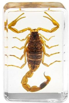 Insektenstein, natürlicher Skorpion, Bernstein, Exemplar, Hochzeit, Harz, Party, Reisen, Briefbeschwerer, H5L4, Geschenkstein, dekorativer Cfraft