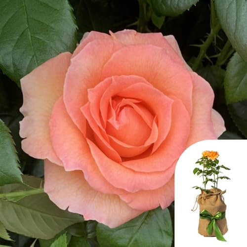 YouGarden Gift Wrapped Rose Fab at 80 â„¢, 4 Litre Potted Rose, Wrapped in a Hessian Bag, Ready to Plant