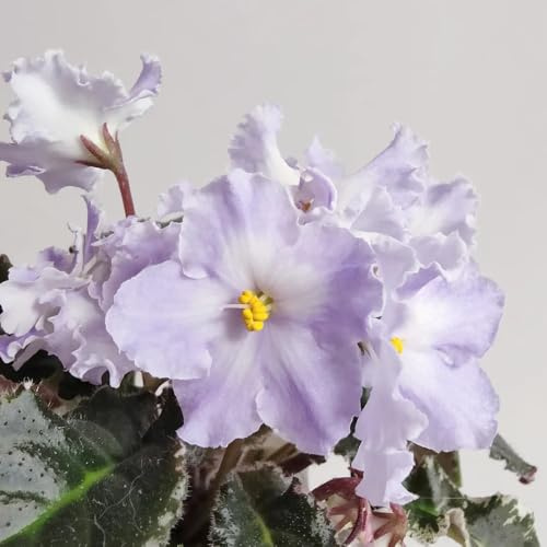 usambaraveilchen frühlingsblumen blumensamen pflanzensamen zimmerpflanzen sommerblumen balkon deko blumendeko wildblumensamen herbstaussaat veilchen blumengarten blumensaat 220samen