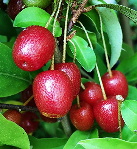 Goumi Beeren Sweet Scarlet Pflanze, Goumibeere, Goumi Berry